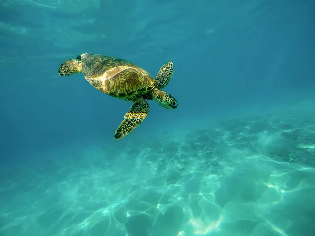 sea-turtle-1851102_640
