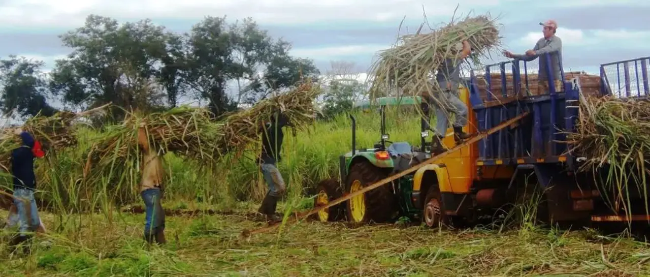 foto-referencial-sobre-la-produccion_101-13991444_20251218171930